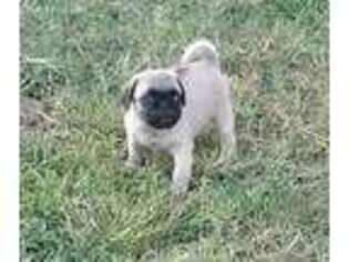 Pug Puppy for sale in Langley, OK, USA