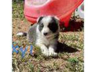 Border Collie Puppy for sale in Franklin, OH, USA