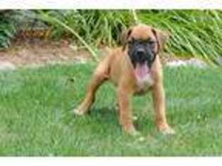 Boxer Puppy for sale in Economy, IN, USA