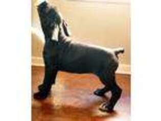 Cane Corso Puppy for sale in Atlanta, GA, USA