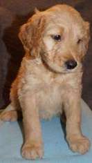 Goldendoodle Puppy for sale in Long Beach, WA, USA