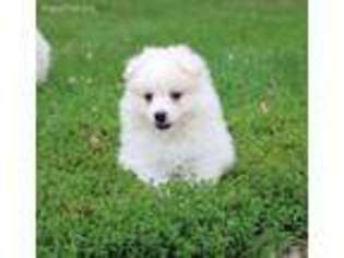 American Eskimo Dog Puppy for sale in Montevideo, MN, USA