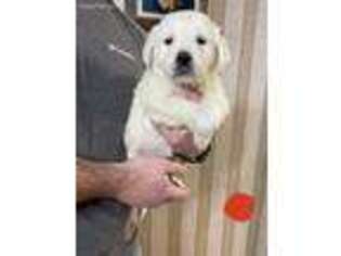 Mutt Puppy for sale in Swainsboro, GA, USA