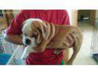 Bulldog Puppy for sale in Gainesville, FL, USA
