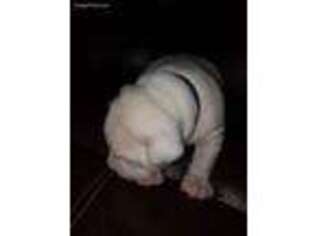 Dogo Argentino Puppy for sale in Strawberry, AR, USA