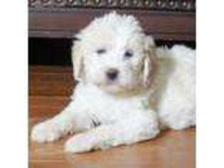 Labradoodle Puppy for sale in Marshfield, WI, USA