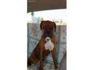 Boxer Puppy for sale in Mitchell, IN, USA