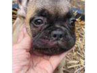 French Bulldog Puppy for sale in Clovis, CA, USA