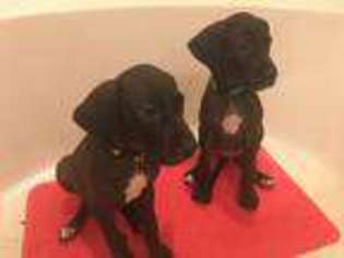 Great Dane Puppy for sale in Austin, TX, USA