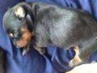 Doberman Pinscher Puppy for sale in LEOMINSTER, MA, USA