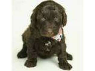 Labradoodle Puppy for sale in Carlisle, IN, USA