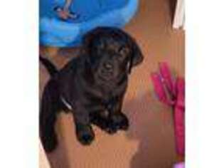 Labrador Retriever Puppy for sale in Saint Peters, MO, USA