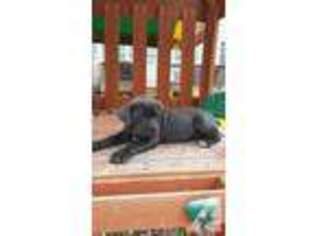 Cane Corso Puppy for sale in RICHMOND, VA, USA