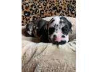 Great Dane Puppy for sale in Collinsville, OK, USA