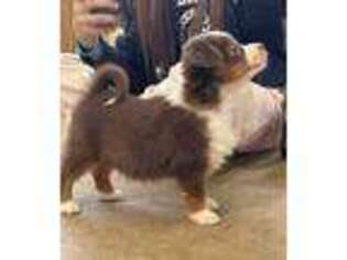 Miniature Australian Shepherd Puppy for sale in Hilmar, CA, USA