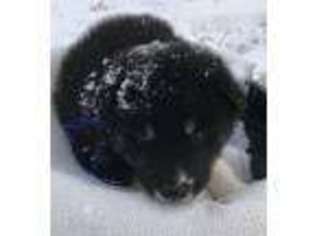 Alaskan Malamute Puppy for sale in Fort Gratiot, MI, USA