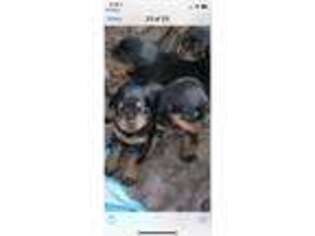 Rottweiler Puppy for sale in Hood River, OR, USA