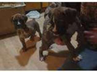 Boxer Puppy for sale in Northwood, NH, USA