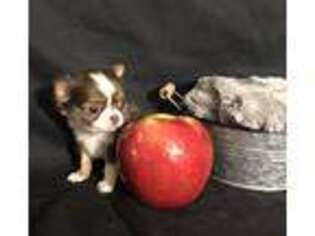 Chihuahua Puppy for sale in Mchenry, IL, USA