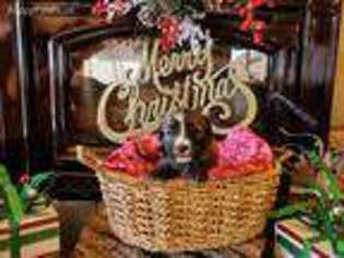 Medium Photo #1 Soft Coated Wheaten Terrier Puppy For Sale in Vernon, AZ, USA