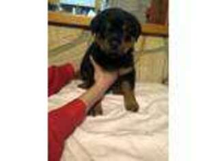 Rottweiler Puppy for sale in Queenstown, MD, USA