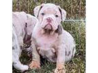 Olde English Bulldogge Puppy for sale in Waldorf, MD, USA