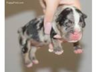 French Bulldog Puppy for sale in Vacaville, CA, USA