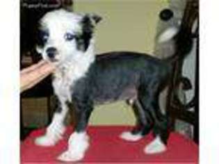 Chinese Crested Puppy for sale in Miami, FL, USA