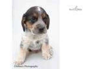 Beagle Puppy for sale in Canton, OH, USA