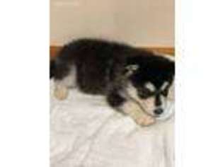 Siberian Husky Puppy for sale in Orleans, IN, USA
