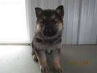 German Shepherd Dog Puppy for sale in Kalamazoo, MI, USA