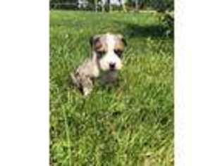 Mutt Puppy for sale in Martinsville, OH, USA