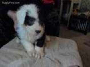 Old English Sheepdog Puppy for sale in Lynchburg, OH, USA