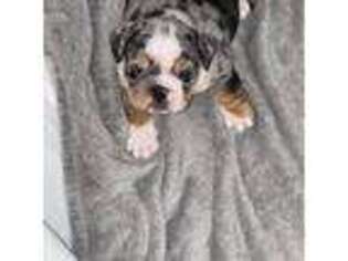 Bulldog Puppy for sale in Glendale, AZ, USA