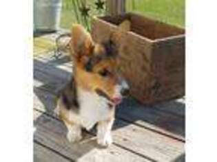 Pembroke Welsh Corgi Puppy for sale in Quapaw, OK, USA