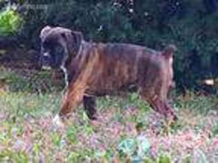Boxer Puppy for sale in Higginsville, MO, USA