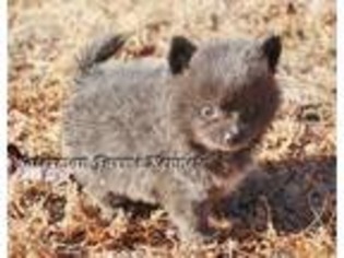 Pomeranian Puppy for sale in Atwood, KS, USA