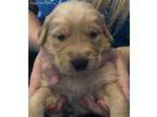 Golden Retriever Puppy for sale in Bucyrus, OH, USA