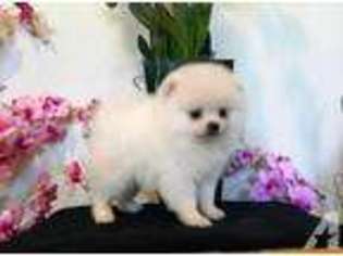 Pomeranian Puppy for sale in MIDDLEFIELD, CT, USA