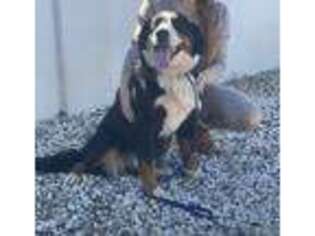 Bernese Mountain Dog Puppy for sale in Lincoln, CA, USA