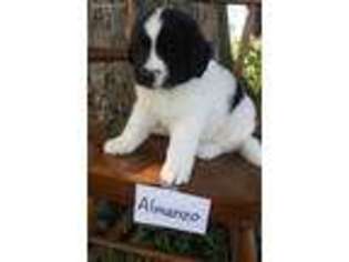Newfoundland Puppy for sale in Kellogg, IA, USA