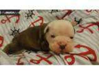 Olde English Bulldogge Puppy for sale in Rock Hill, SC, USA