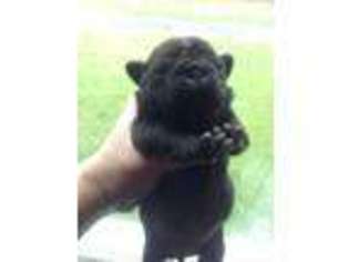 Pug Puppy for sale in NAPANOCH, NY, USA