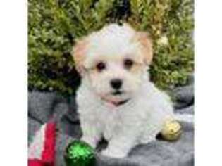 Havanese Puppy for sale in Van Buren, IN, USA