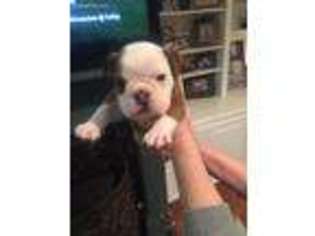 Bulldog Puppy for sale in Monroe, LA, USA