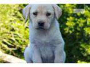 Labrador Retriever Puppy for sale in Harrisburg, PA, USA
