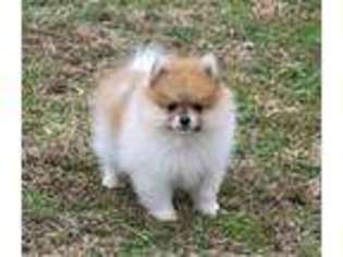 Pomeranian Puppy for sale in Miller, MO, USA