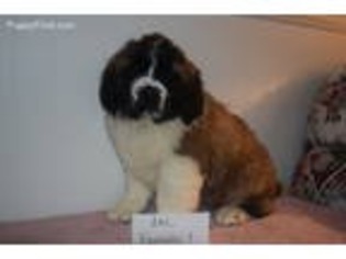 Saint Bernard Puppy for sale in Tetonia, ID, USA