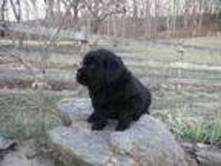 Labradoodle Puppy for sale in Mount Crawford, VA, USA