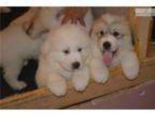Great Pyrenees Puppy for sale in Winston Salem, NC, USA
